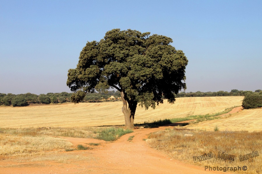 Dirección Motilla del Palancar nos sorprende esta enorme encina o carrasca que, rodeada de rastrojos nos va a brindar una apacible siestecilla bajo su extensa sombra a las 15:00 pm de la tarde que ya son