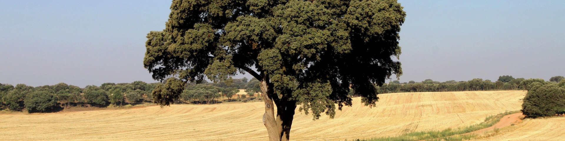 Dirección Motilla del Palancar nos sorprende esta enorme encina o carrasca que, rodeada de rastrojos nos va a brindar una apacible siestecilla bajo su extensa sombra a las 15:00 pm de la tarde que ya son