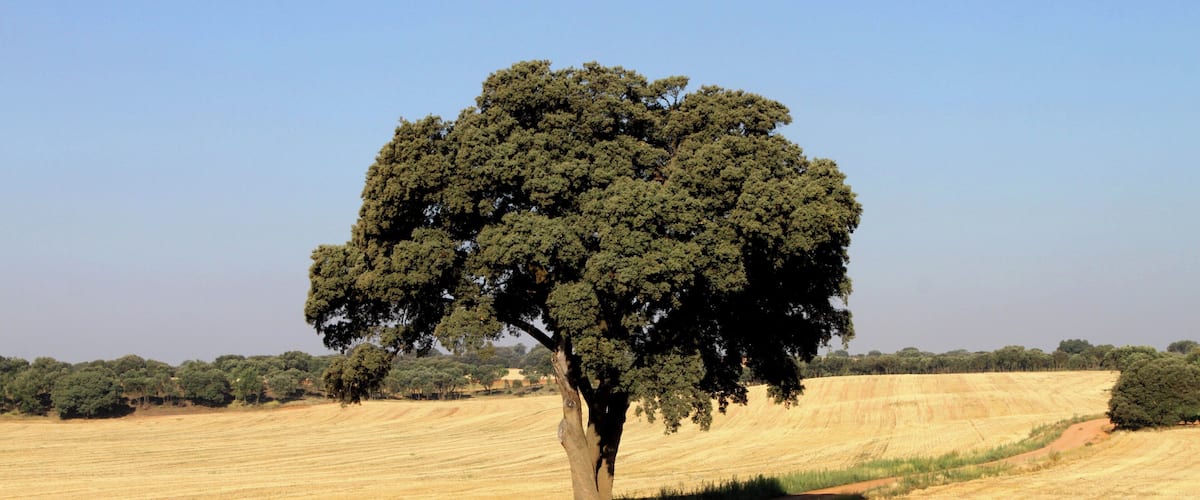A dirt path leading to a large tree in a dry, open field with rolling hills in the background.