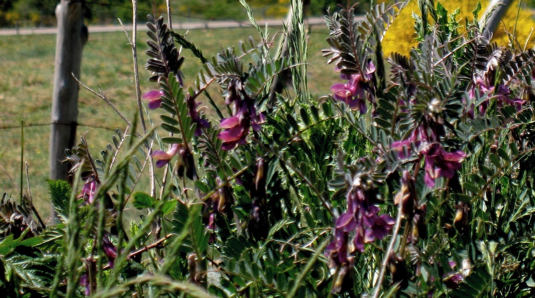 Provincia de León, España.