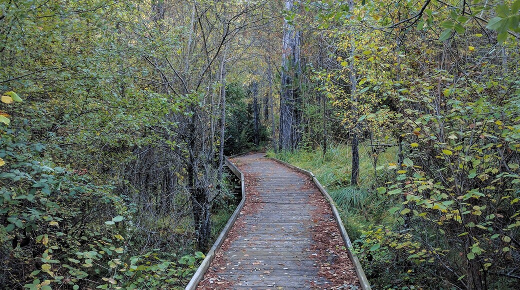 Botanical trail in Hoz de Beteta. Beteta, Cuenca, Spain.