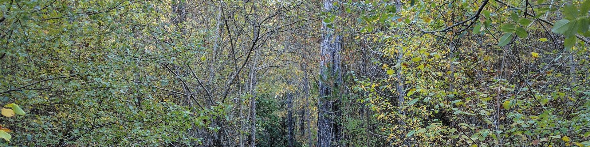 Botanical trail in Hoz de Beteta. Beteta, Cuenca, Spain.