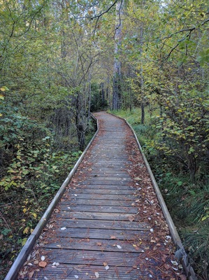Botanical trail in Hoz de Beteta. Beteta, Cuenca, Spain.