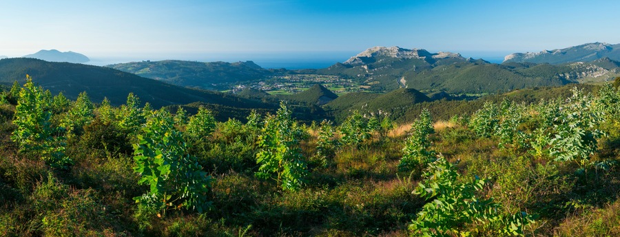 Panoramic of the Valley of Liendo and plantation of Eucalyptus, MOC Montaña Oriental Costera, NATURA 2000, Cantabria, Spain, Europe