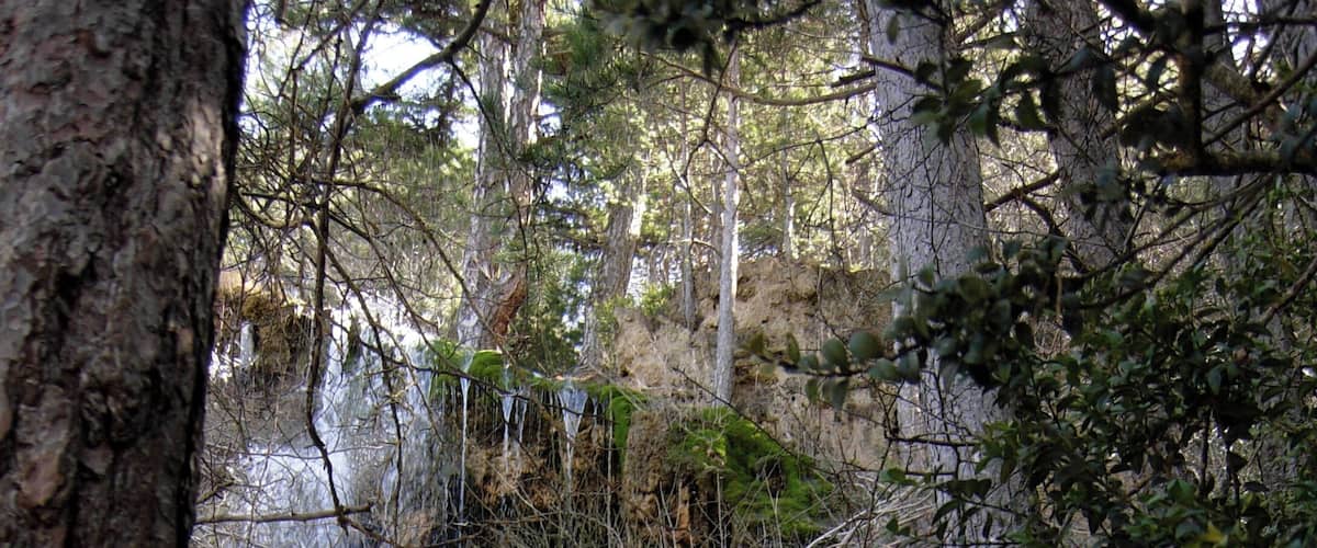 A waterfall in a forested area with moss-covered rocks and trees.