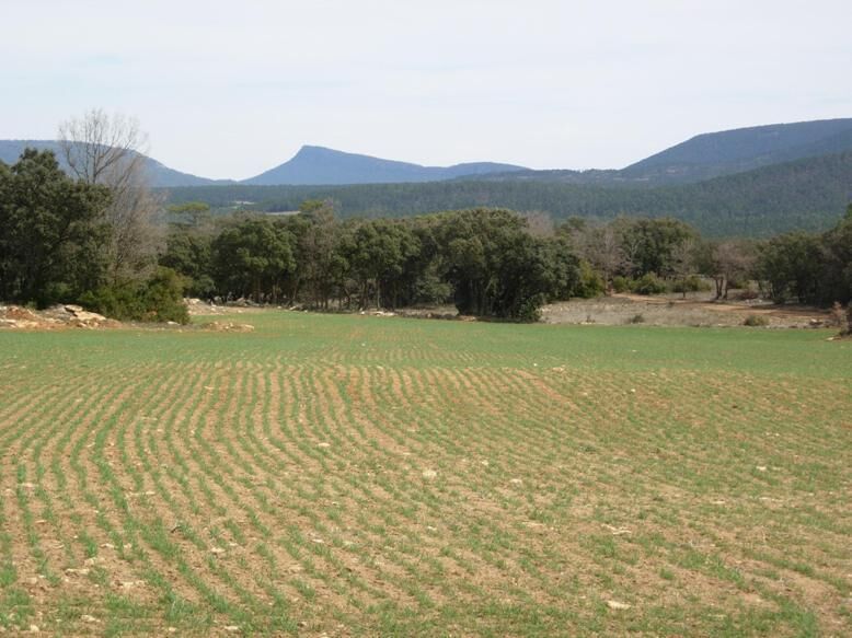 Encinas y cultivos