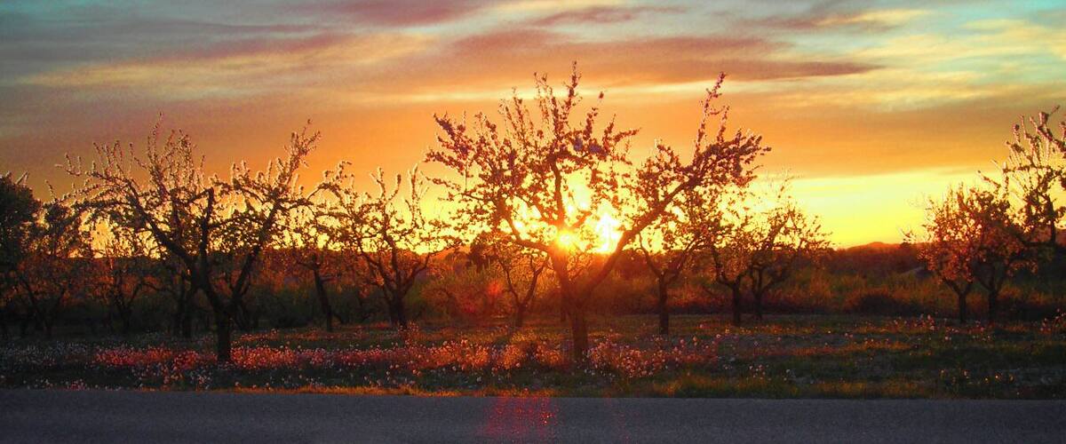 A sunset over a field of trees with a road in the foreground.