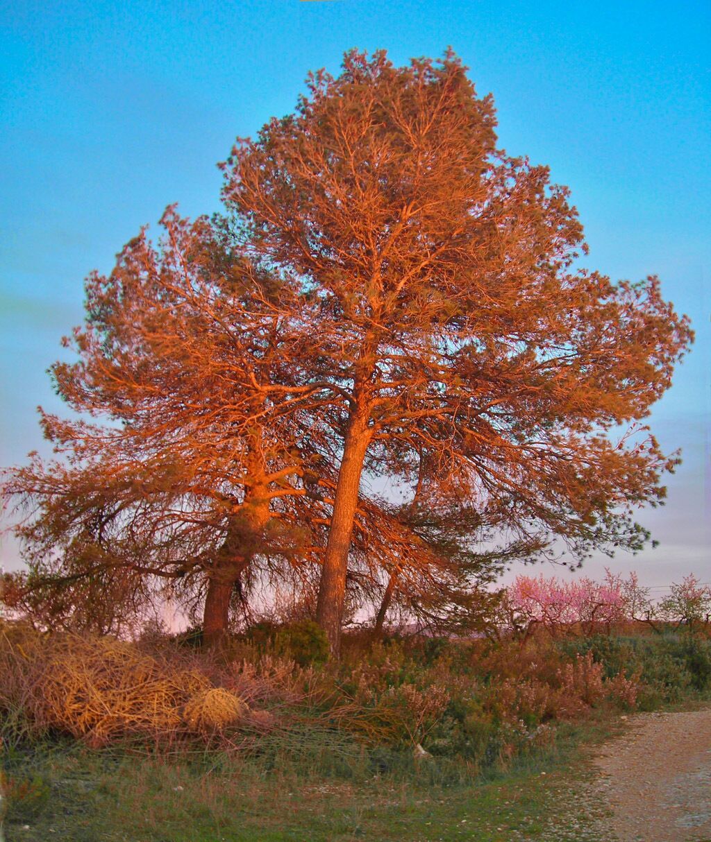 Pi il·luminat pel sol ponent, prop del Vilosell