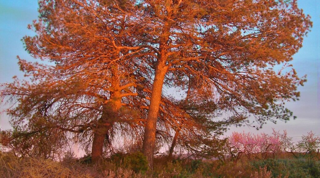 Pi il·luminat pel sol ponent, prop del Vilosell