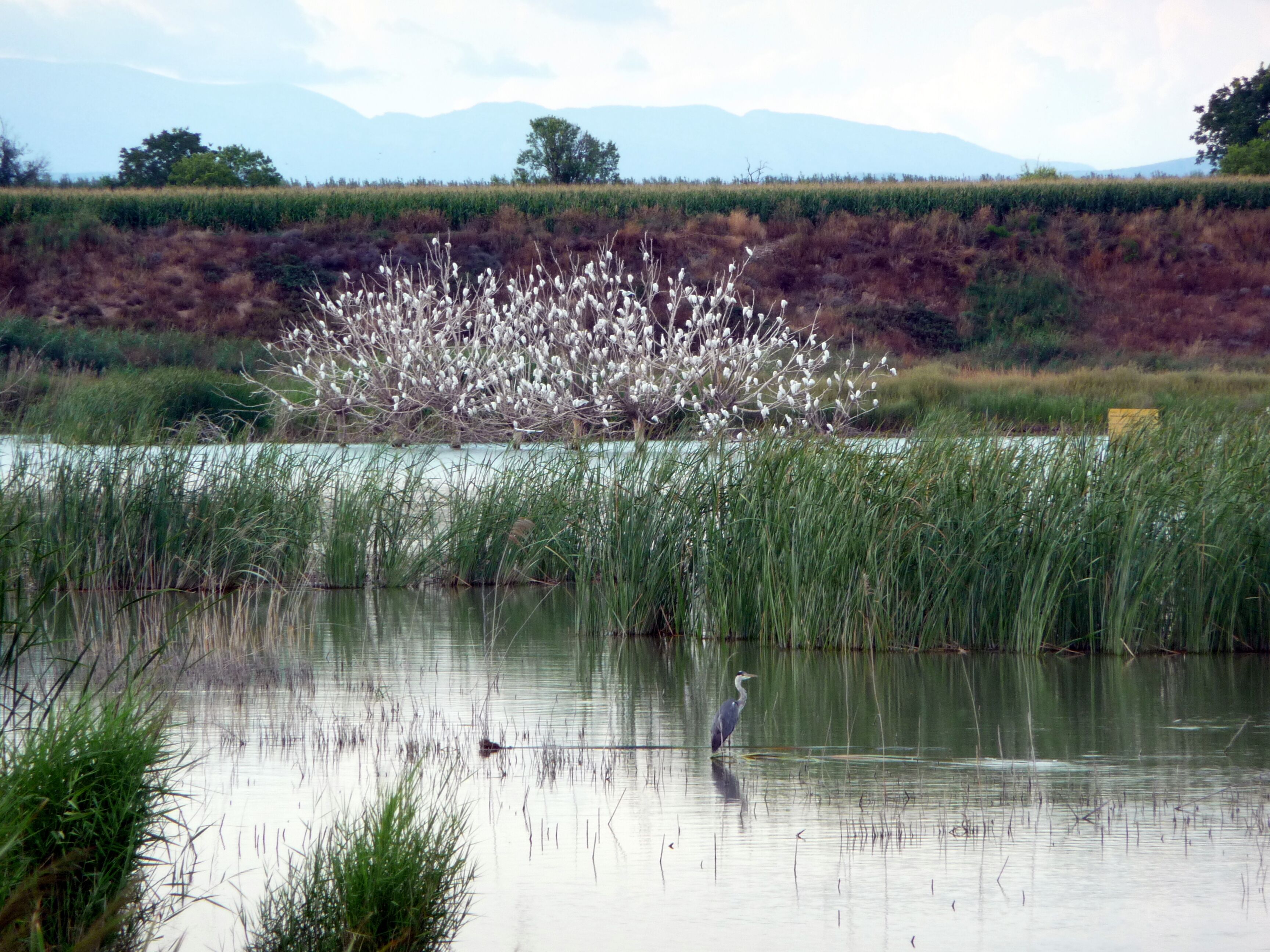 A heron standing in a calm pond with reeds and a field of cotton in the background.