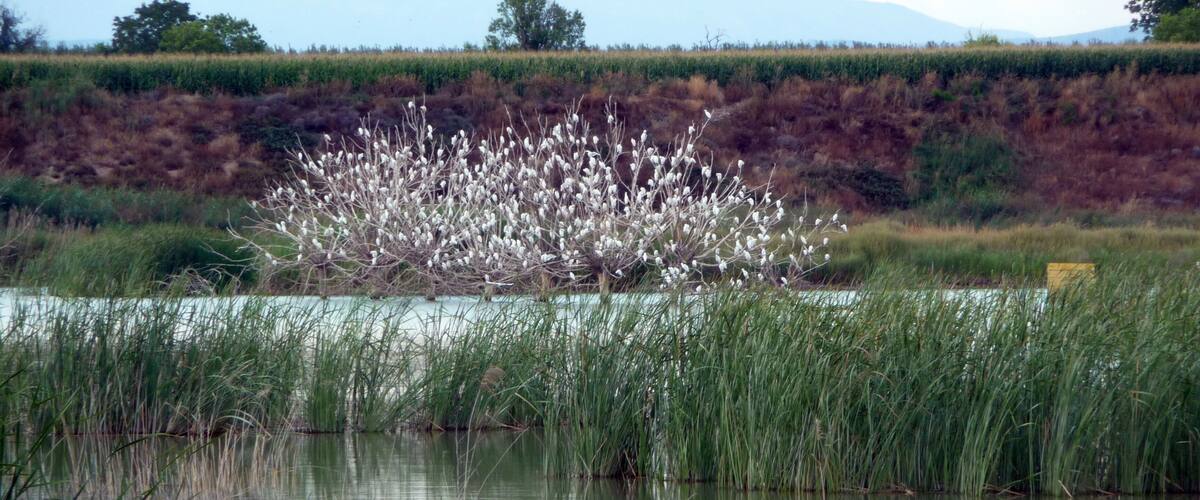 A heron standing in a calm pond with reeds and a field of cotton in the background.