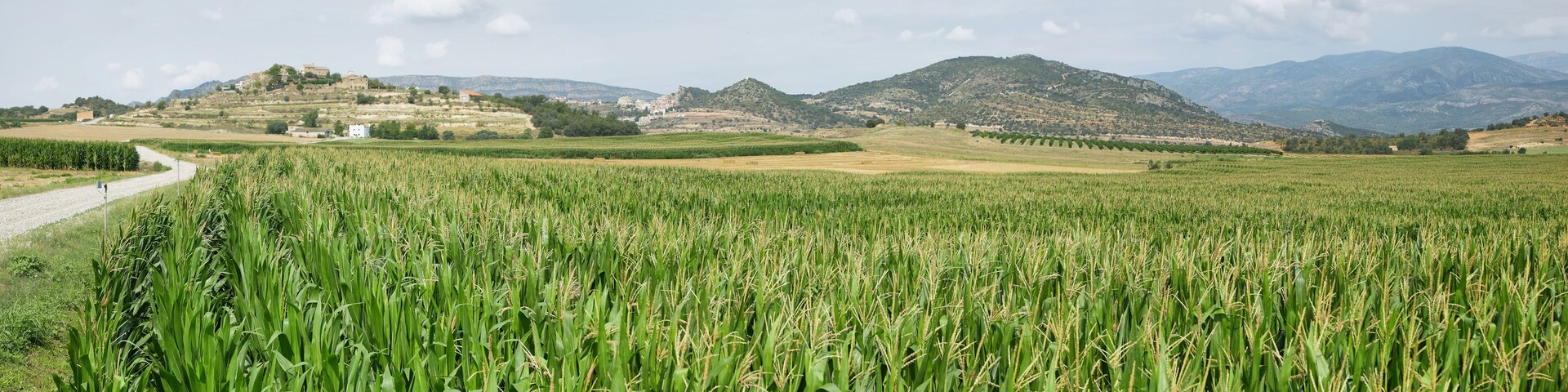 Un campo verde exuberante con un camino de tierra que lleva a un asentamiento histórico en la cima de una colina.