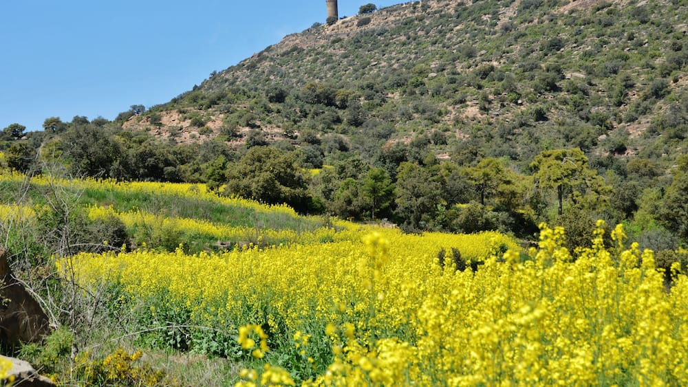 Ein Feld voller gelber Blumen, ein Hügel mit vereinzelten Bäumen und ein Turm auf dem Hügel.