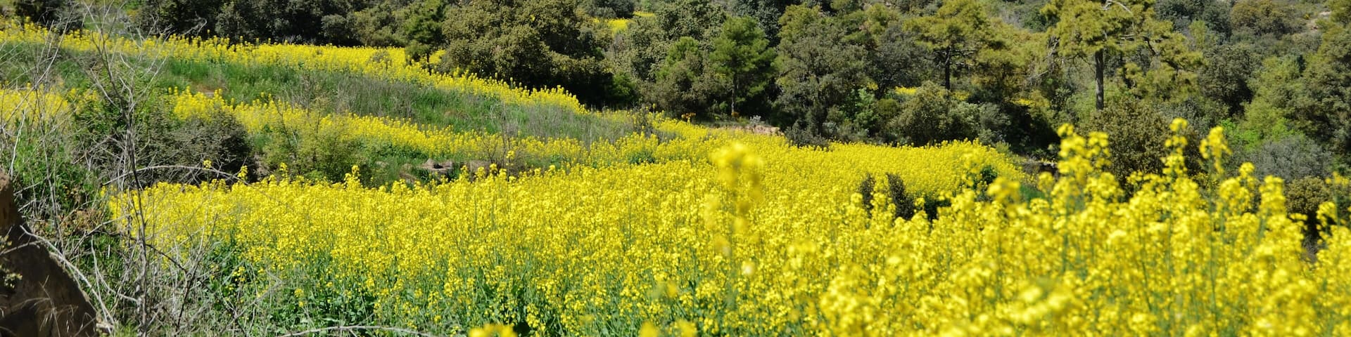 Torre dels Cargols (Ponts) i colza a Oliola