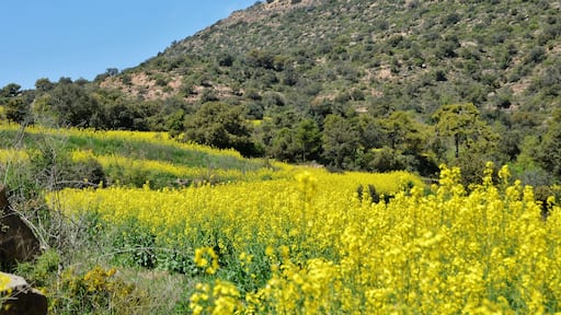Torre dels Cargols (Ponts) i colza a Oliola