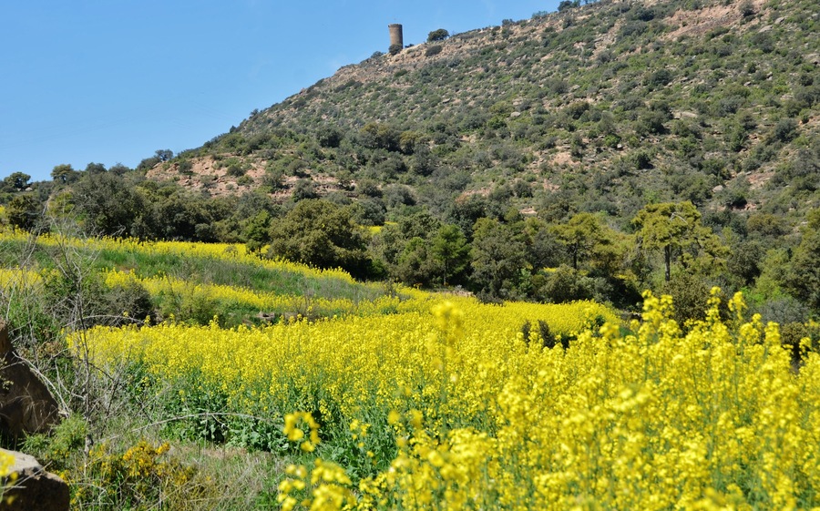 Torre dels Cargols (Ponts) i colza a Oliola