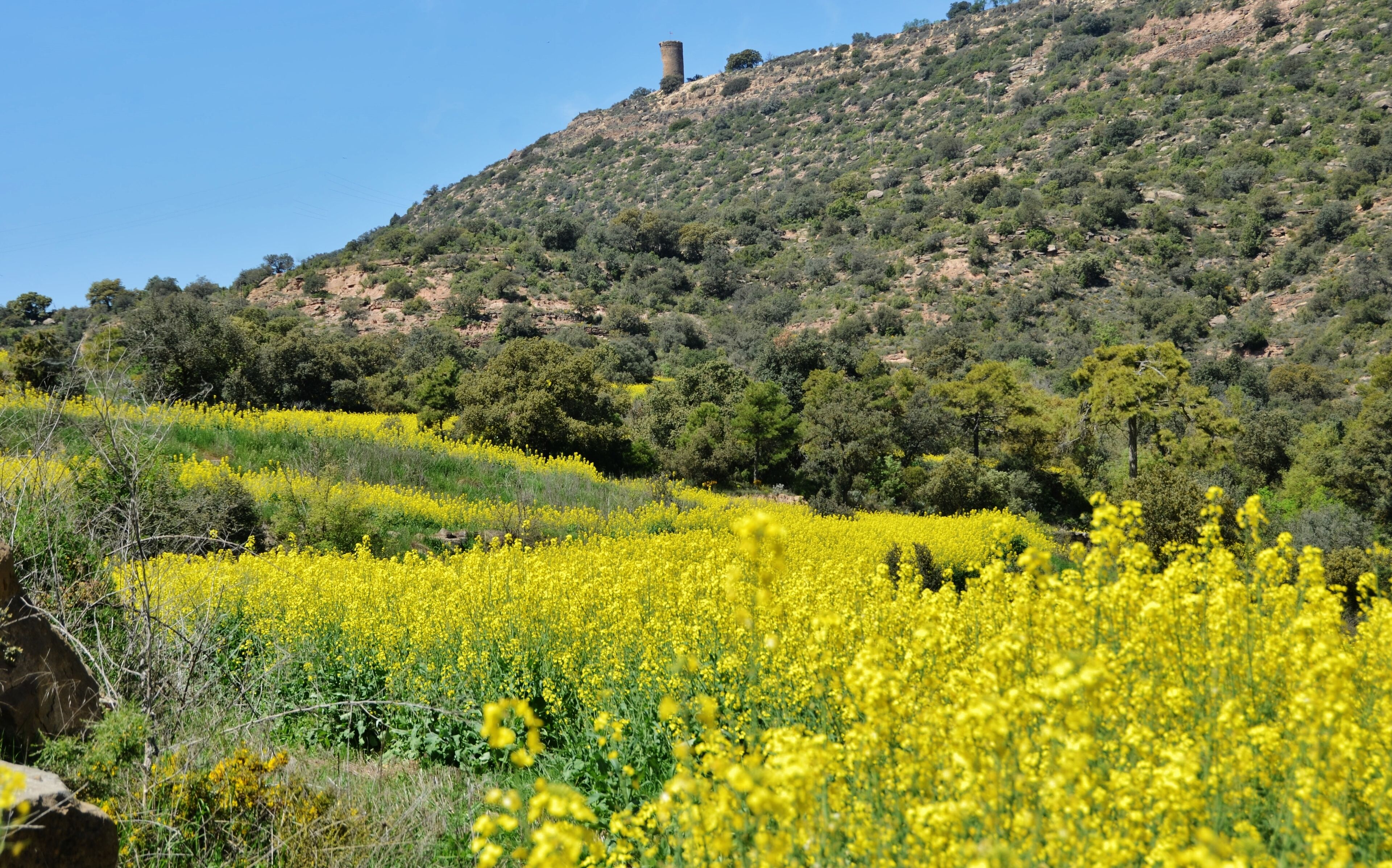 A field of yellow flowers, a hill with sparse trees, and a tower on the hill.
