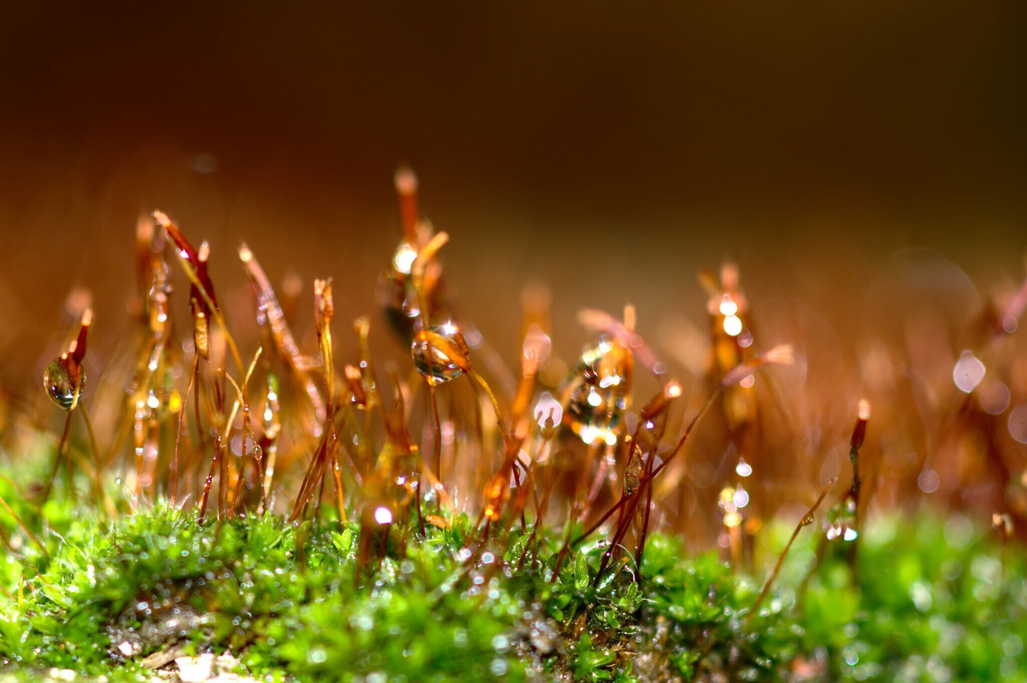 500px provided description: Musgo []