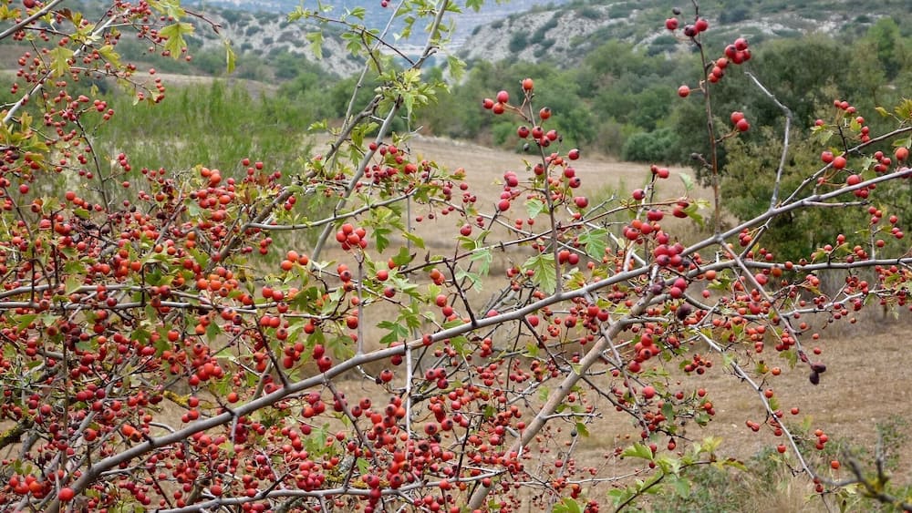 A tree with red berries and green leaves in a hilly landscape.