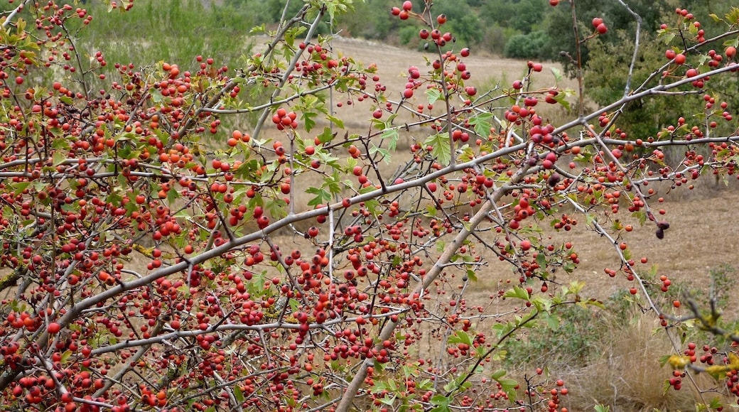 Crataegus monogyna. In Torà (Segarra-Catalunya). To 515 m. altitude