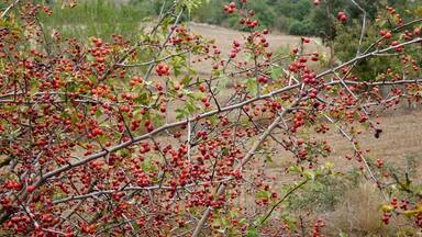 Crataegus monogyna. In Torà (Segarra-Catalunya). To 515 m. altitude