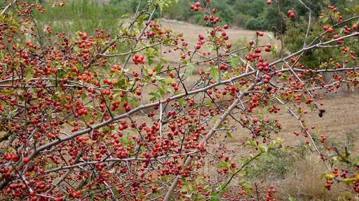Crataegus monogyna. In Torà (Segarra-Catalunya). To 515 m. altitude