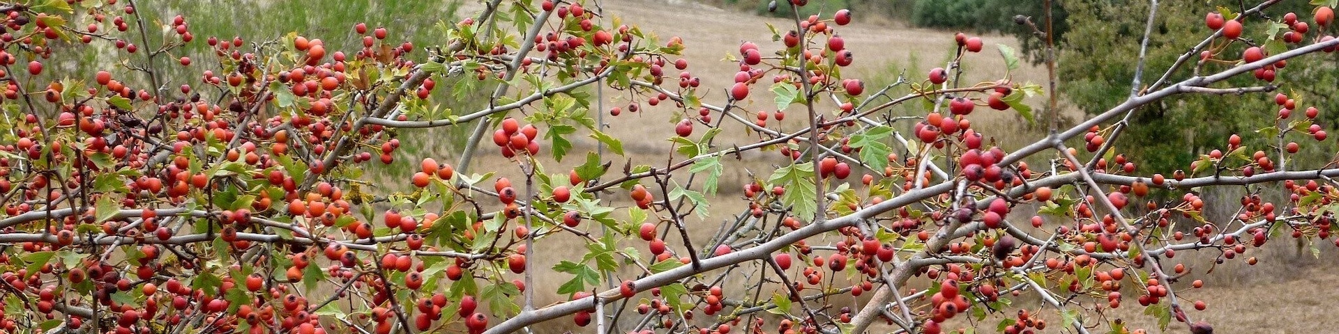 Crataegus monogyna. In Torà (Segarra-Catalunya). To 515 m. altitude
