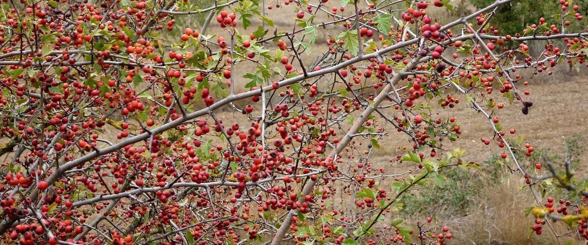 A tree with red berries and green leaves in a hilly landscape.