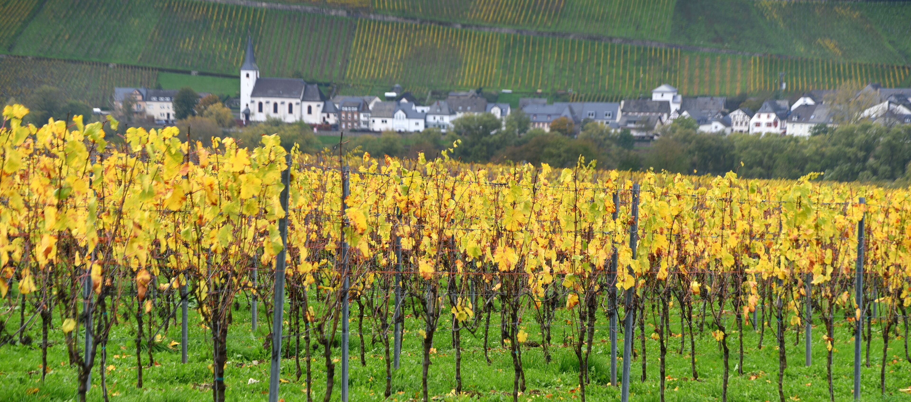 Herbstlicher Weinberg an der Mosel