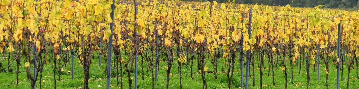 Herbstlicher Weinberg an der Mosel