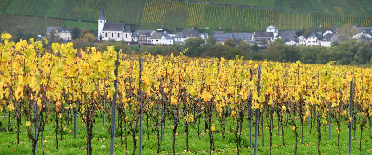 A vineyard with rows of grapevines and a church in the background.
