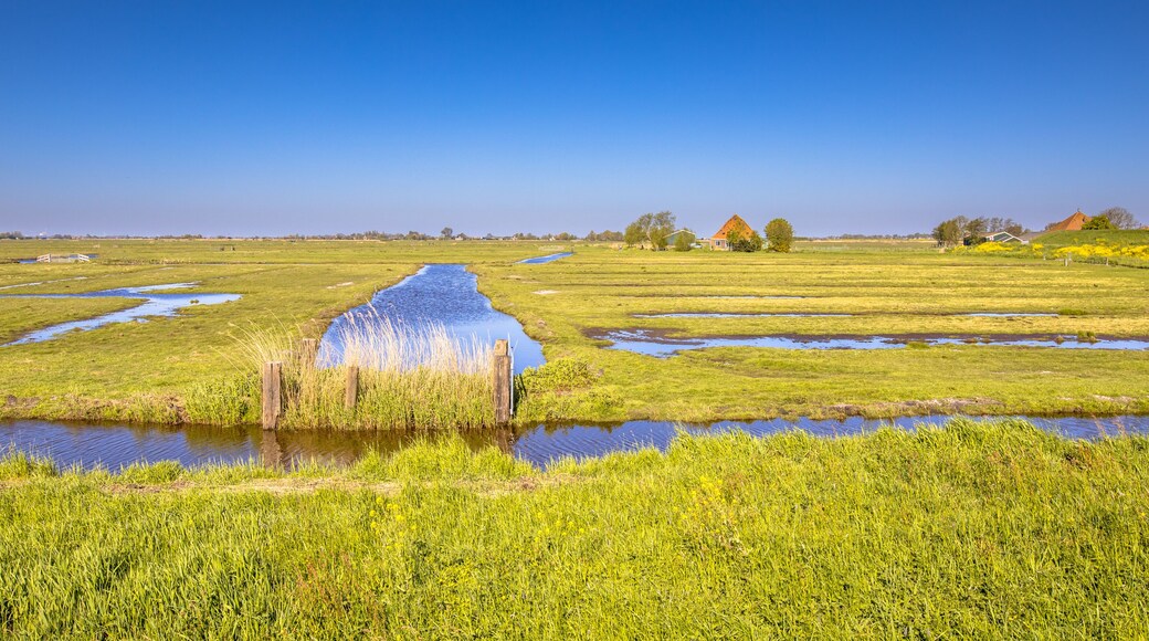 Dutch Countryside scene with green grass