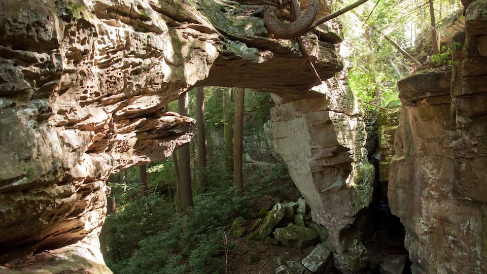 A forested area with a large rock arch formation.