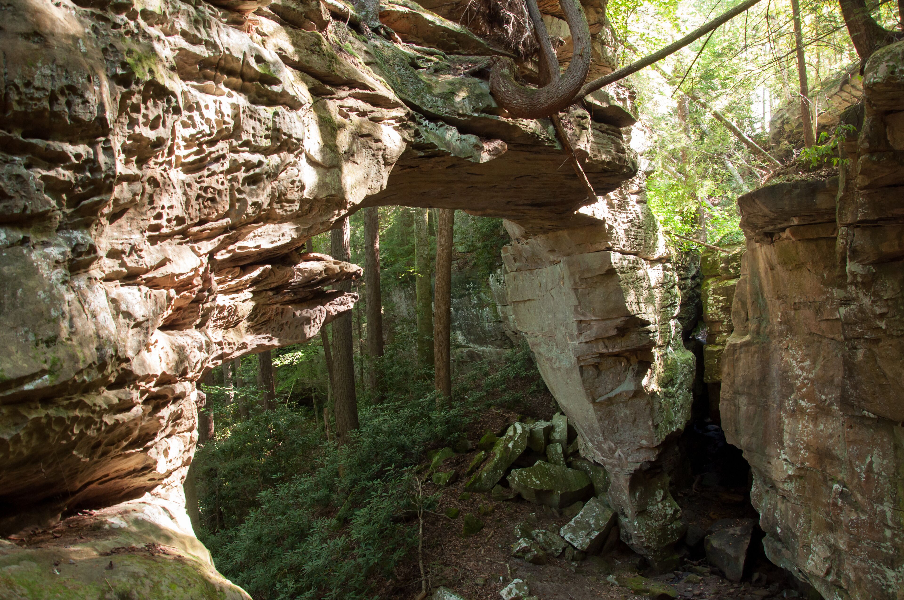A forested area with a large rock arch formation.