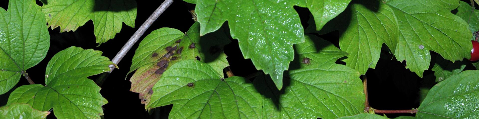 Leaves of guelder rose (Viburnum opulus). León (Spain).