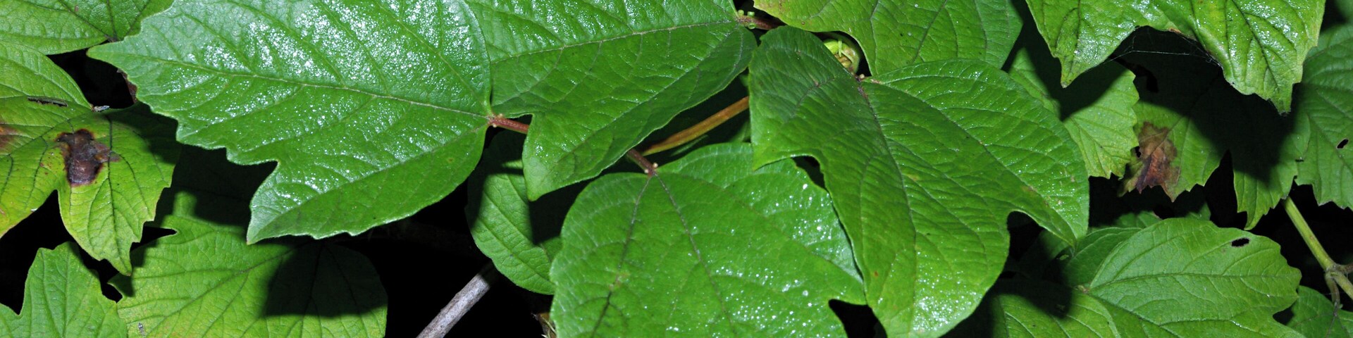 Leaves of guelder rose (Viburnum opulus). León (Spain).