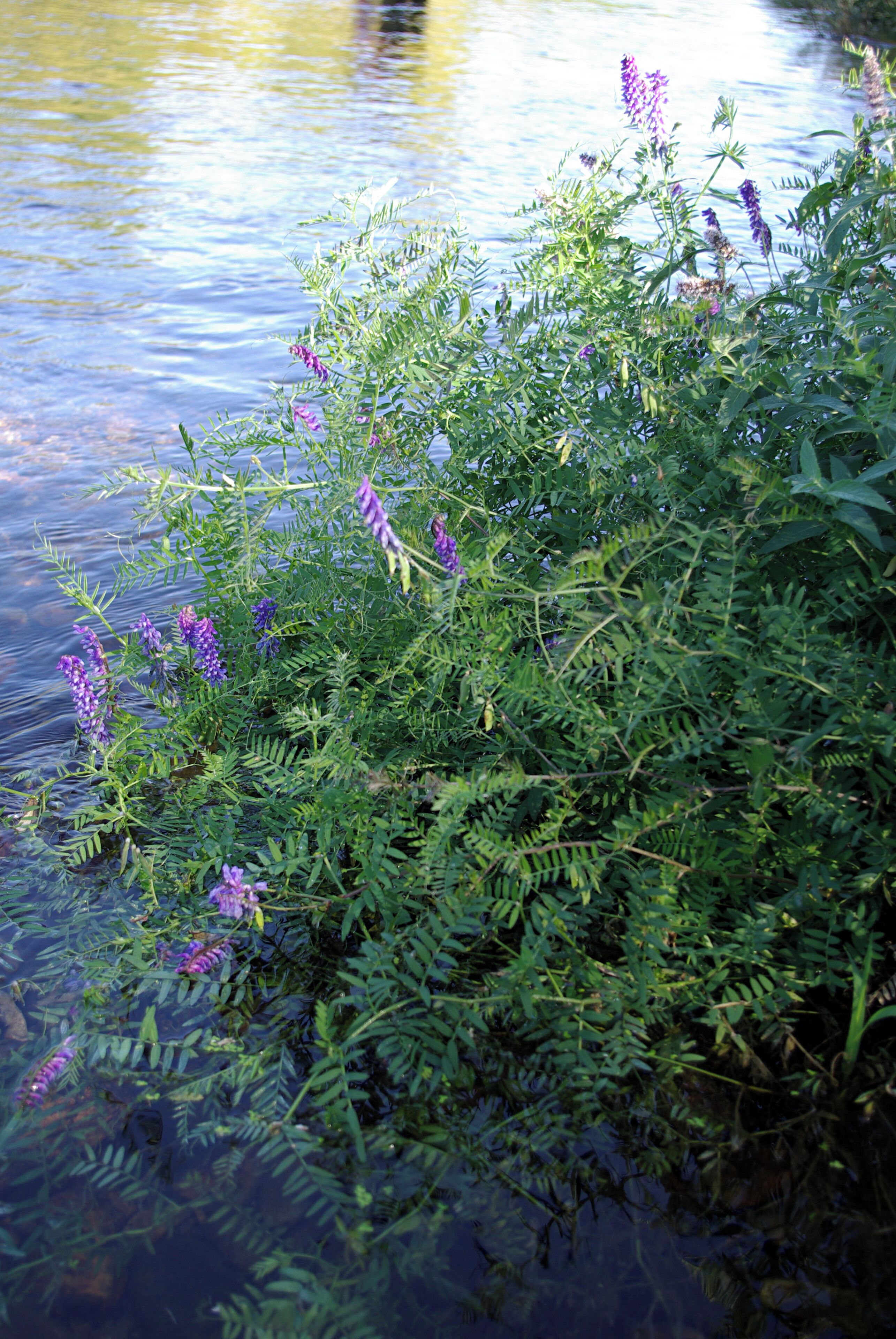 Tufted vetch (Vicia cracca). León (Spain).