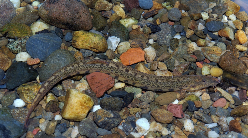 Cobitis calderoni. River Esla (Douro basin), near Riaño, León (Spain)