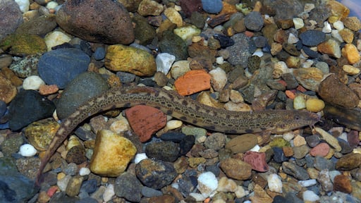 Cobitis calderoni. River Esla (Douro basin), near Riaño, León (Spain)