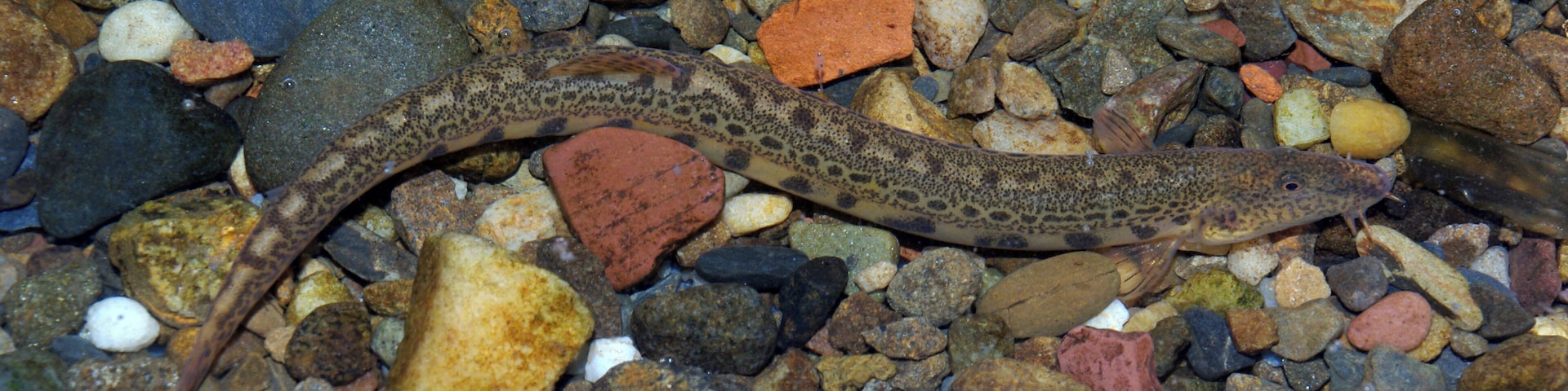 Cobitis calderoni. River Esla (Douro basin), near Riaño, León (Spain)