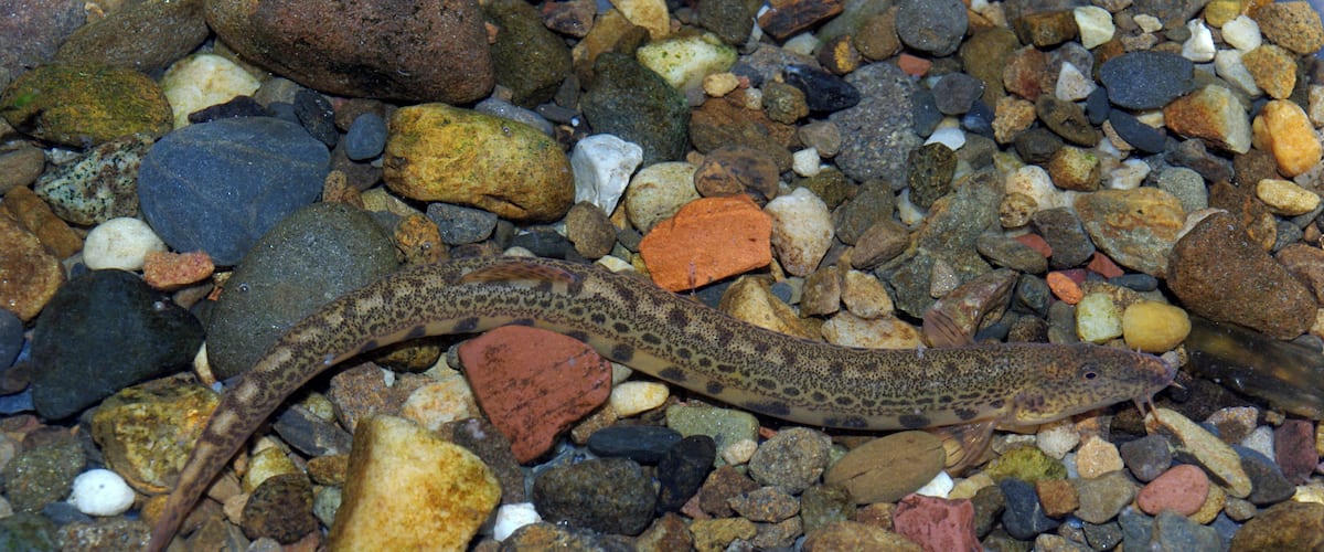 A snake on a bed of multicolored pebbles.