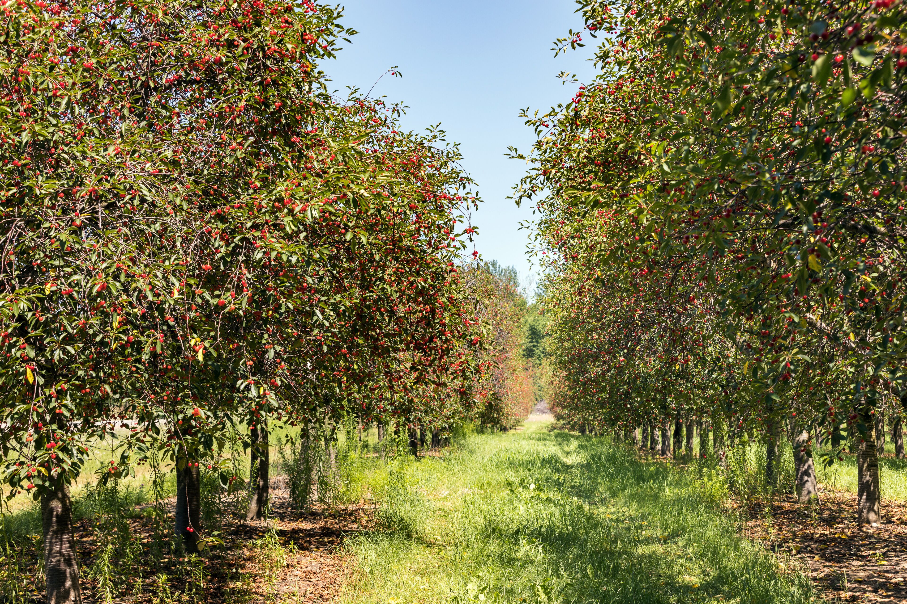 Cherry Trees with Ripe Cherries