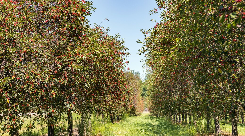 Cherry Trees with Ripe Cherries