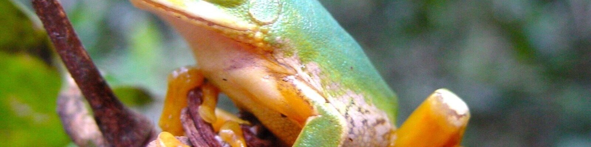 #Green found this little guy whilst trekking through the bush