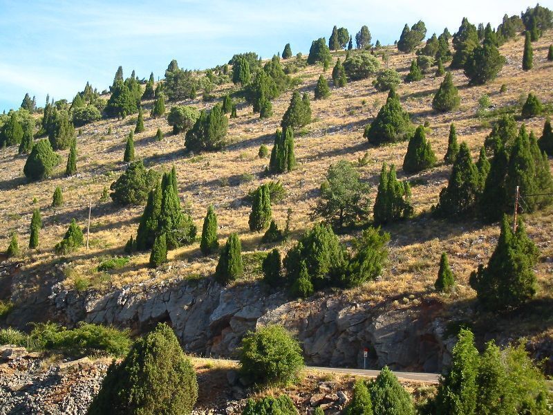 A hillside with scattered evergreen trees and a rocky outcrop.