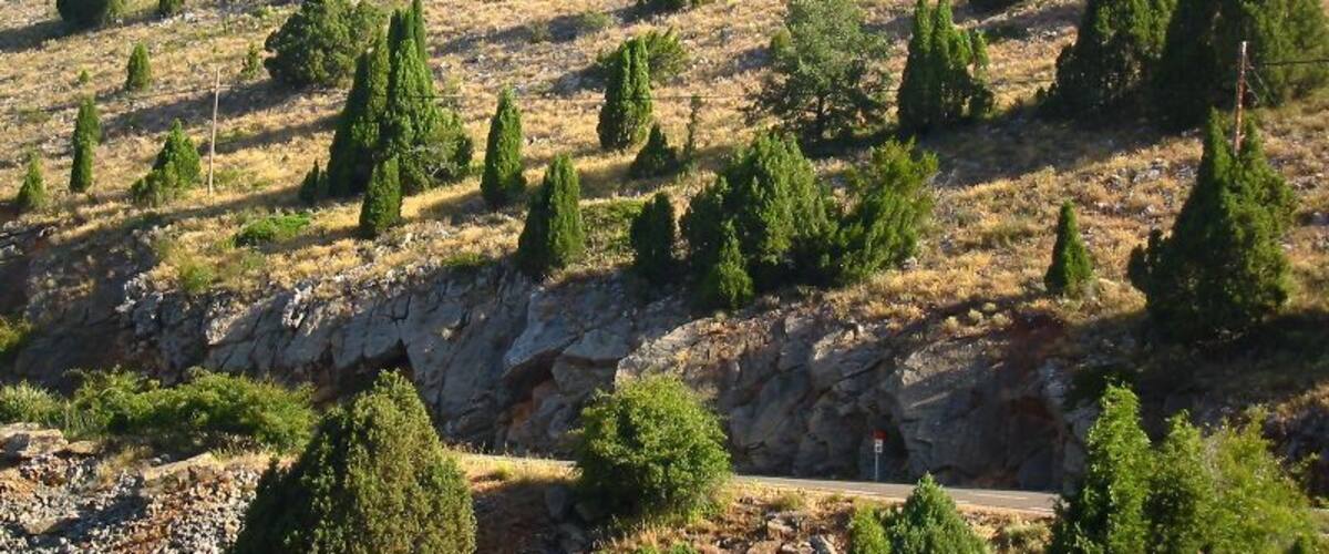 A hillside with scattered evergreen trees and a rocky outcrop.