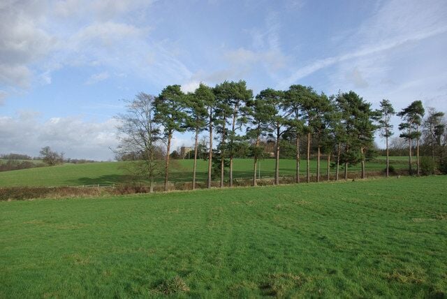 Pines at Field Edge Withyham church peeps between two of the trees.