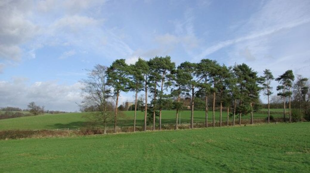 Pines at Field Edge Withyham church peeps between two of the trees.