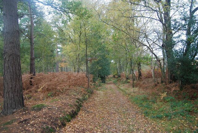 A forest path with trees and fallen leaves.