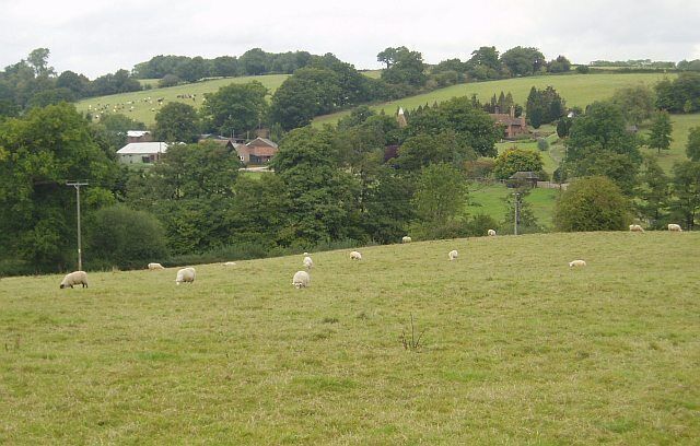 Bassett's Manor. Looking northwards from the road/path towards Bassett's Manor farm buildings. Cattle in the far field.